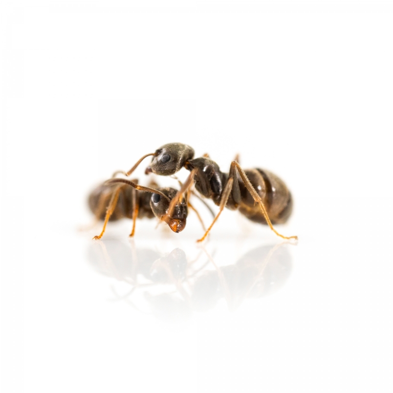 Lasius (Chthonolasius) umbratus